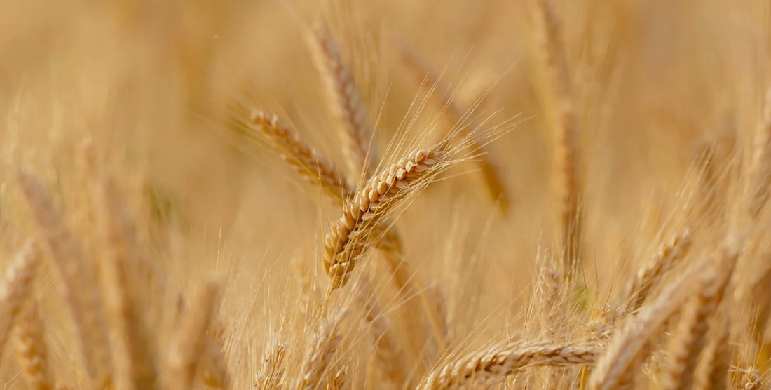 Celebrating Abundance: The Significance of Harvest Festival in Schools